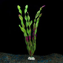 Load image into Gallery viewer, Live Aquarium Plants - Aquatic Plants - Underwater Plants