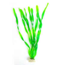 Load image into Gallery viewer, Live Aquarium Plants - Aquatic Plants - Underwater Plants