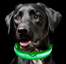 Load image into Gallery viewer, Pet Dog Collar Nylon LED Glowing Luminous Adjustable Collar